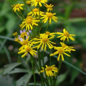 1 gallon - Golden Groundsel (PACKERA AUREA) - 1 gallon - 1 gallon
