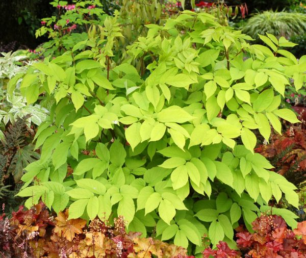 1 gallon - Golden Japanese Spikenard (ARALIA C. SUN KING) - 1 gallon - 1 gallon