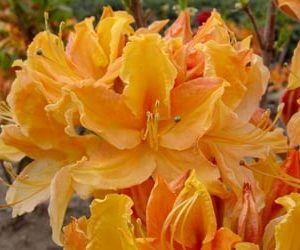 3 gallon 15" - Golden Lights Azalea (AZALEA EX. GOLDEN LIGHTS) - 3 gallon 15" - 3 gallon 15"
