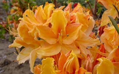 3 gallon 15" - Golden Lights Azalea (AZALEA EX. GOLDEN LIGHTS) - 3 gallon 15" - 3 gallon 15"
