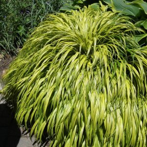 1 gallon - Golden Variegated Japanese Forest Grass (GRASS - H.M. AUREOLA) - 1 gallon - 1 gallon