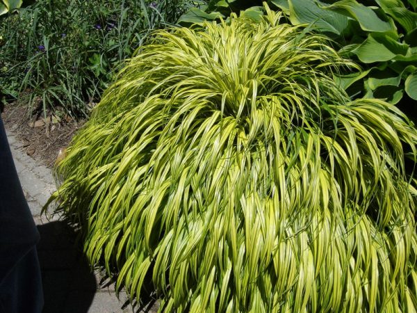 1 gallon - Golden Variegated Japanese Forest Grass (GRASS - H.M. AUREOLA) - 1 gallon - 1 gallon