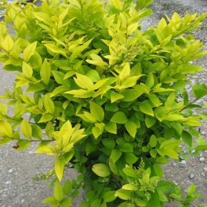 3 gallon 15" - Golden Vicary Privet (LIGUSTRUM X VICARYI) - 3 gallon 15" - 3 gallon 15"