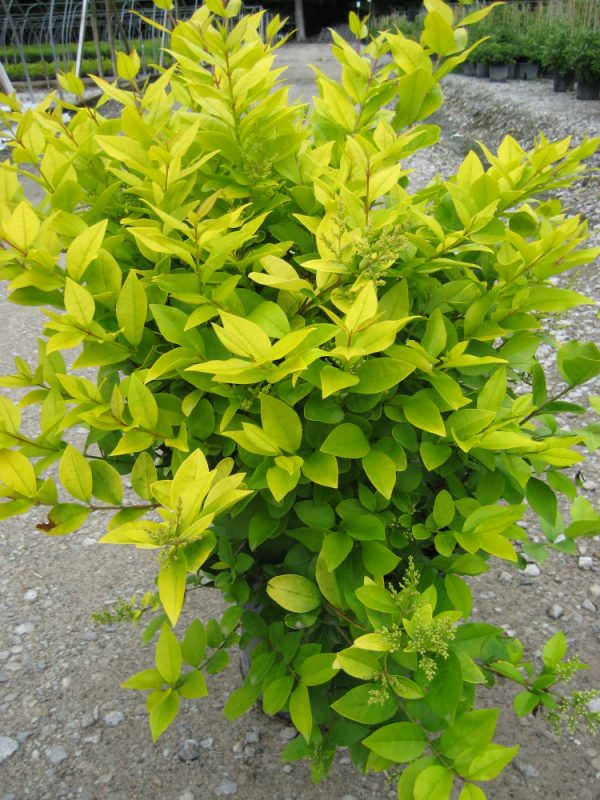 3 gallon 15" - Golden Vicary Privet (LIGUSTRUM X VICARYI) - 3 gallon 15" - 3 gallon 15"