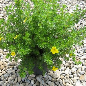 2 gallon 10" - Goldfinger Cinquefoil (POTENTILLA FR. GOLDFINGER) - 2 gallon 10" - 2 gallon 10"