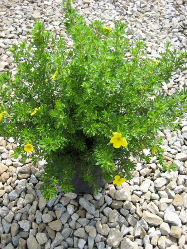 3 gallon 12" - Goldfinger Cinquefoil (POTENTILLA FR. GOLDFINGER) - 3 gallon 12" - 3 gallon 12"