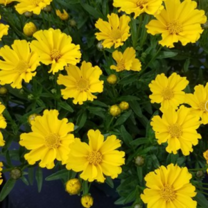 1 gallon - Goldilocks Tickseed (COREOPSIS X LIL BANG GOLDI LOCKS) - 1 gallon - 1 gallon