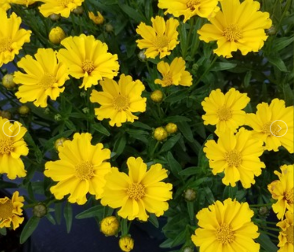 1 gallon - Goldilocks Tickseed (COREOPSIS X LIL BANG GOLDI LOCKS) - 1 gallon - 1 gallon