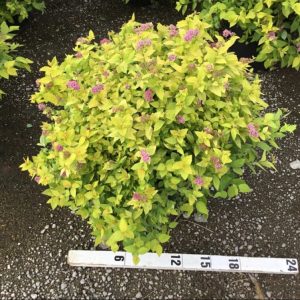 3 gallon 15" - Goldmound Spirea (SPIRAEA JAP. GOLDMOUND) - 3 gallon 15" - 3 gallon 15"
