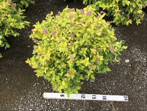 3 gallon 15" - Goldmound Spirea (SPIRAEA JAP. GOLDMOUND) - 3 gallon 15" - 3 gallon 15"