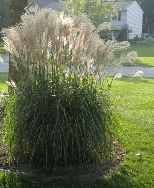 2 gallon - Gracillimus Maiden Grass (GRASS - M. S. GRACILLIMUS) - 2 gallon - 2 gallon