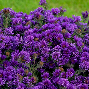 1 gallon - Grape Crush New England Aster (ASTER GRAPE CRUSH) - 1 gallon - 1 gallon