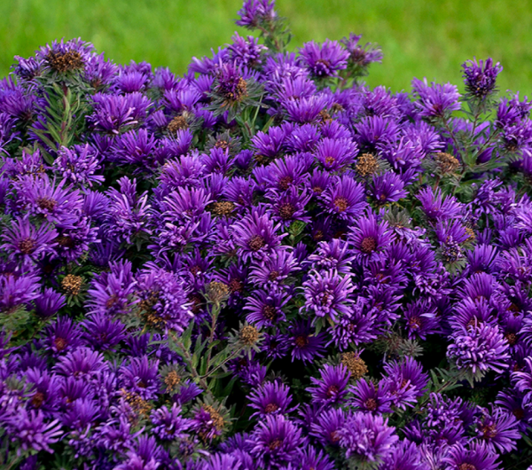 1 gallon - Grape Crush New England Aster (ASTER GRAPE CRUSH) - 1 gallon - 1 gallon