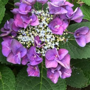 3 gallon - Grape Explosion Hydrangea (HYDRANGEA M. GRAPE EXPLOSION) - 3 gallon - 3 gallon