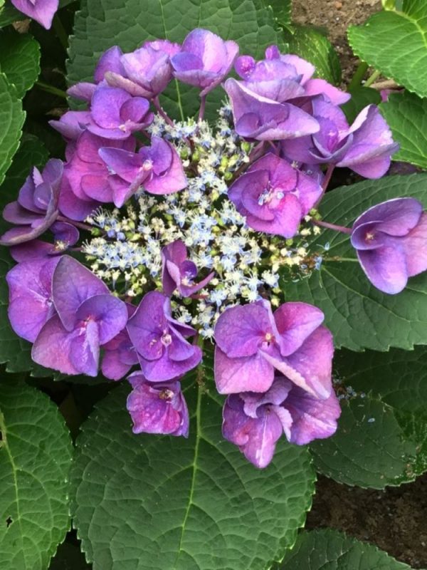 3 gallon - Grape Explosion Hydrangea (HYDRANGEA M. GRAPE EXPLOSION) - 3 gallon - 3 gallon