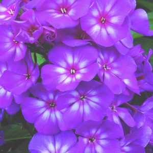 1 gallon - Grape Lollipop™ Phlox (PHLOX PAN. GRAPE LOLLIPOP) - 1 gallon - 1 gallon