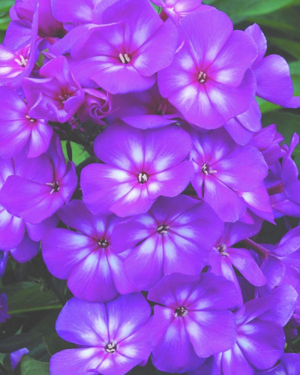 1 gallon - Grape Lollipop™ Phlox (PHLOX PAN. GRAPE LOLLIPOP) - 1 gallon - 1 gallon