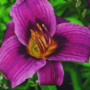 1 gallon - Grape Magic Daylily (HEMER GRAPE MAGIC) - 1 gallon - 1 gallon