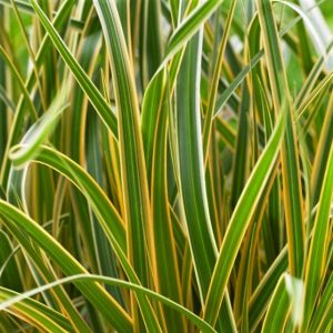 1 gallon - Grass Carex EverColor® Everglow (GRASS - CAREX EVERGLOW) - 1 gallon - 1 gallon