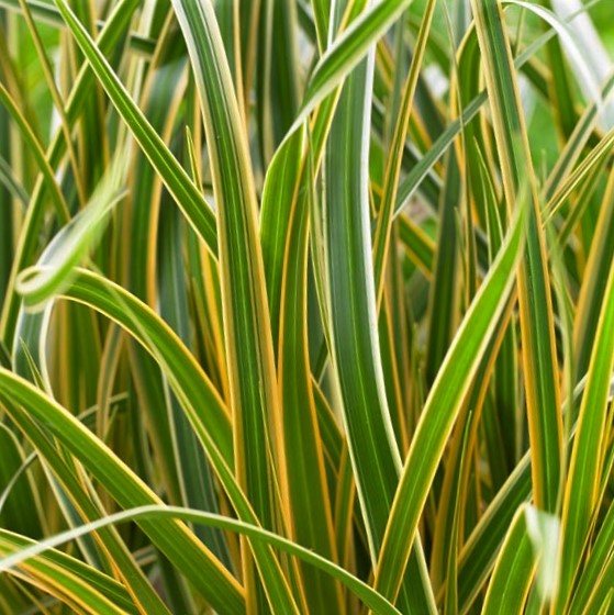 1 gallon - Grass Carex EverColor® Everglow (GRASS - CAREX EVERGLOW) - 1 gallon - 1 gallon