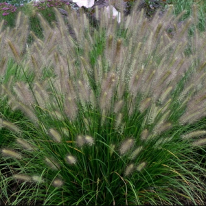 2 gallon - Grass Hush Puppy™ (GRASS - PE. AL. HUSH PUPPY™) - 2 gallon - 2 gallon