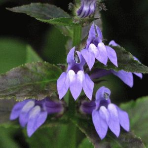 1 gallon - Great Blue Lobelia (LOBELIA SIPHILITICA) - 1 gallon - 1 gallon