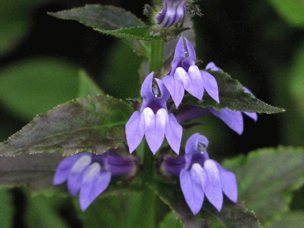 1 gallon - Great Blue Lobelia (LOBELIA SIPHILITICA) - 1 gallon - 1 gallon
