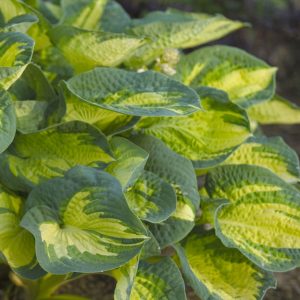 1 gallon - Great Expectations Plantain Lily (HOSTA GREAT EXPECTATIONS) - 1 gallon - 1 gallon