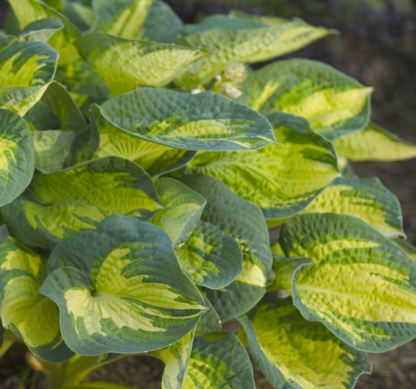 1 gallon - Great Expectations Plantain Lily (HOSTA GREAT EXPECTATIONS) - 1 gallon - 1 gallon