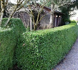 3 gallon 12" - Green Beauty Boxwood (BUXUS M. GREEN BEAUTY) - 3 gallon 12" - 3 gallon 12"