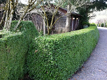3 gallon 12" - Green Beauty Boxwood (BUXUS M. GREEN BEAUTY) - 3 gallon 12" - 3 gallon 12"