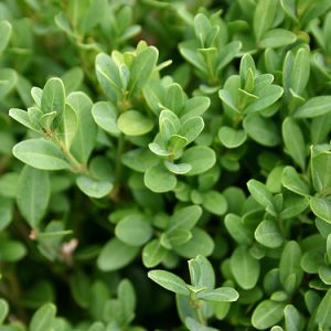 2 gallon 10" - Green Gem Boxwood (BUXUS M. GREEN GEM) - 2 gallon 10" - 2 gallon 10"