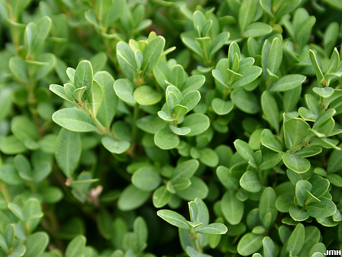3 gallon 15" - Green Gem Boxwood (BUXUS M. GREEN GEM) - 3 gallon 15" - 3 gallon 15"