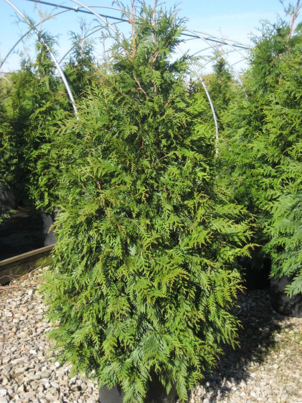 1 gallon 24" - Green Giant Arborvitae (THUJA PLICATA GREEN GIANT) - 1 gallon 24" - 1 gallon 24"