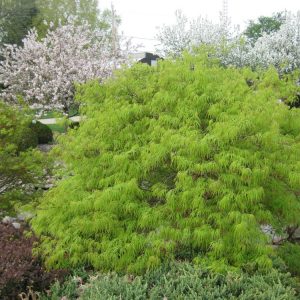 3 gallon 15" - Green Laceleaf Japanese Maple (ACER P.D. VIRIDIS) - 3 gallon 15" - 3 gallon 15"