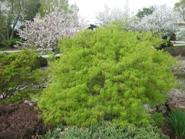 3 gallon 15" - Green Laceleaf Japanese Maple (ACER P.D. VIRIDIS) - 3 gallon 15" - 3 gallon 15"