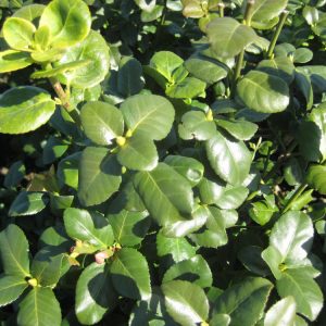 2 gallon 10" - Green Lane Euonymus (EUONYMUS FOR. GREENLANE) - 2 gallon 10" - 2 gallon 10"