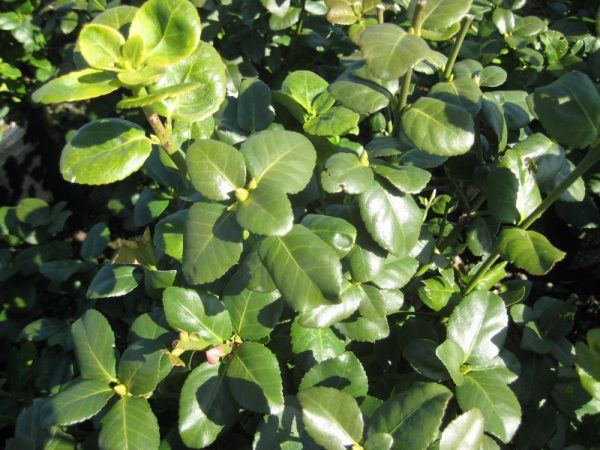 2 gallon 10" - Green Lane Euonymus (EUONYMUS FOR. GREENLANE) - 2 gallon 10" - 2 gallon 10"