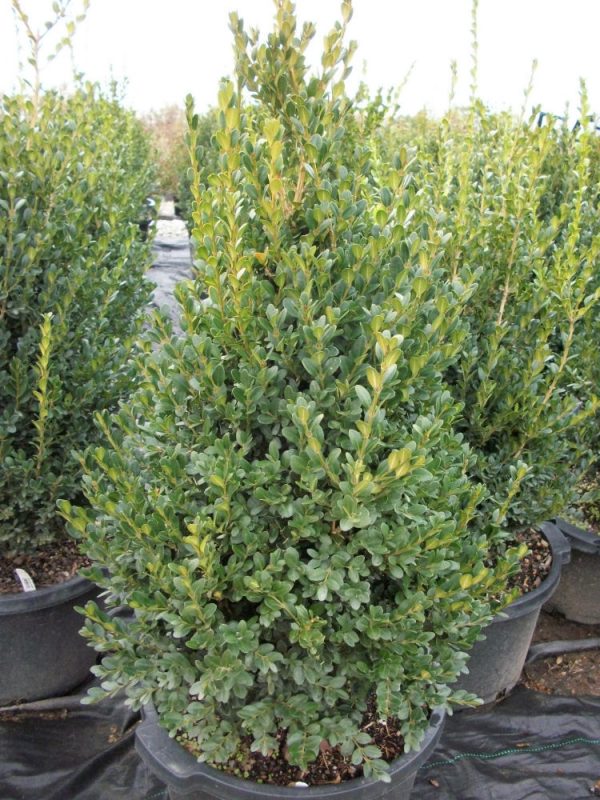 3 gallon 18" - Green Mountain Boxwood (BUXUS M. GREEN MOUNTAIN) - 3 gallon 18" - 3 gallon 18"