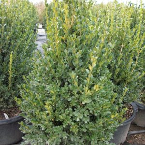 3 gallon 18" - Green Mountain Boxwood (BUXUS M. GREEN MOUNTAIN) - 3 gallon 18" - 3 gallon 18"