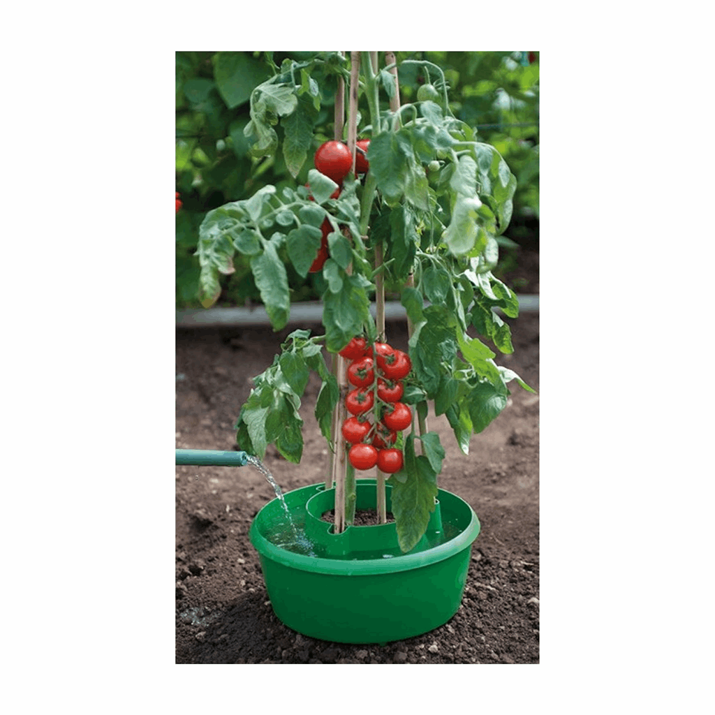 Green Plant Halos 3pk - Image 4