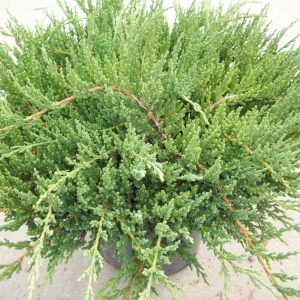 Green Sargent Juniper (JUNIPER C. SARGENTII)