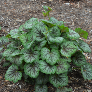 1 gallon - Green Spice Coral Bells (HEUCHERA A. GREEN SPICE) - 1 gallon - 1 gallon