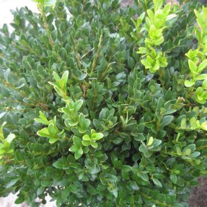 2 gallon 10" - Green Velvet Boxwood (BUXUS M. GREEN VELVET) - 2 gallon 10" - 2 gallon 10"