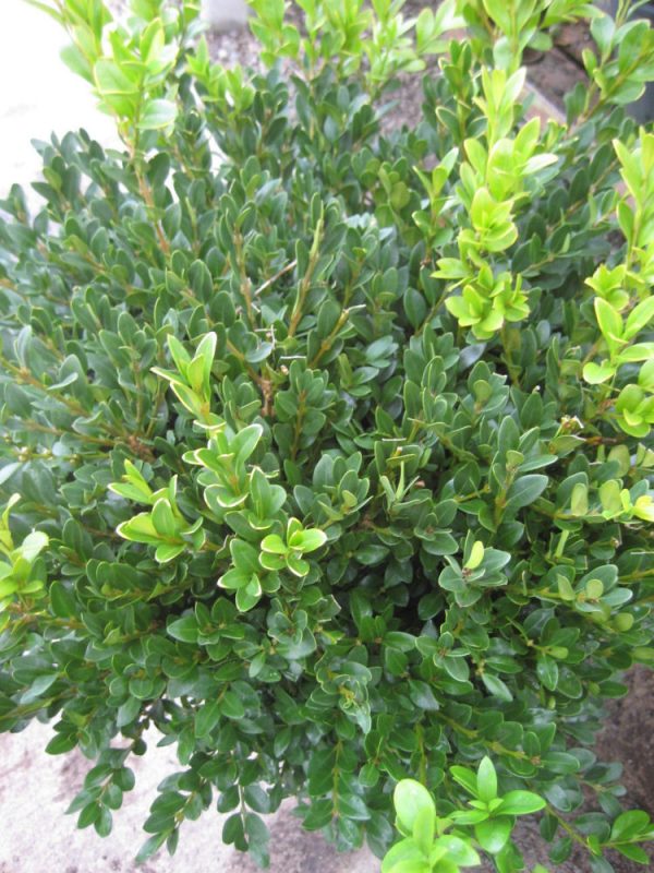 3 gallon 12" - Green Velvet Boxwood (BUXUS M. GREEN VELVET) - 3 gallon 12" - 3 gallon 12"