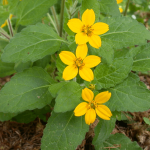 1 gallon - Green and Gold (CHRYSOGONUM VIRGINIANUM) - 1 gallon - 1 gallon