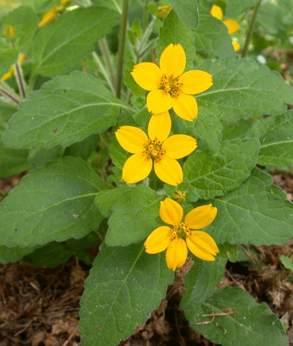 1 gallon - Green and Gold (CHRYSOGONUM VIRGINIANUM) - 1 gallon - 1 gallon
