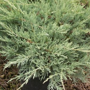 Grey Owl Juniper (JUNIPER V. GREY OWL)