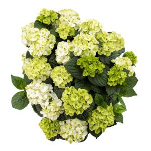 2 gallon - Grin and Tonic™ Reblooming Hydrangea (HYDRANGEA M.  GRIN AND TONIC) - 2 gallon - 2 gallon