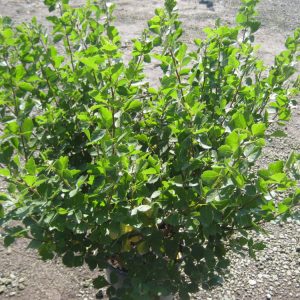 Gro-Low Fragrant Sumac (RHUS AROMATICA GRO-LOW)
